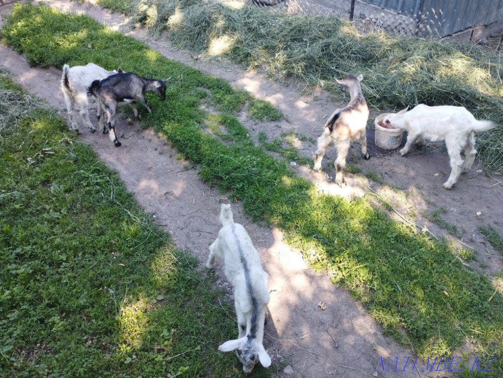 Selling goats and kids Esik - photo 3