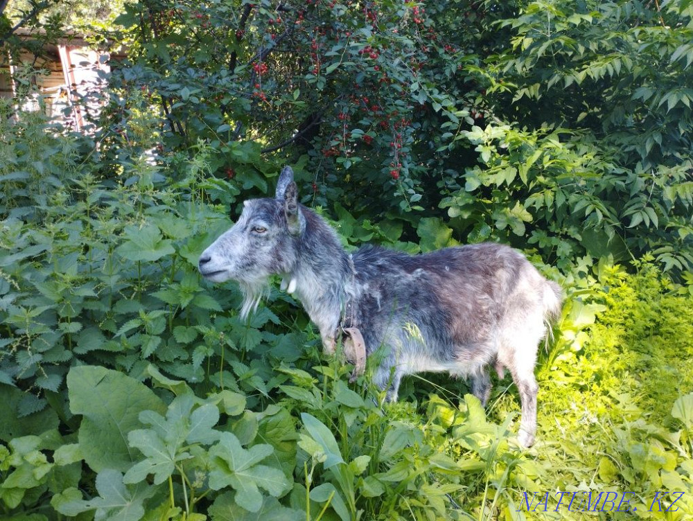 Selling goats and kids Esik - photo 1