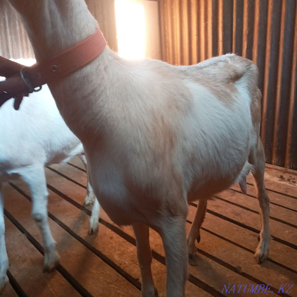 Продам козу, первокотку  - изображение 3