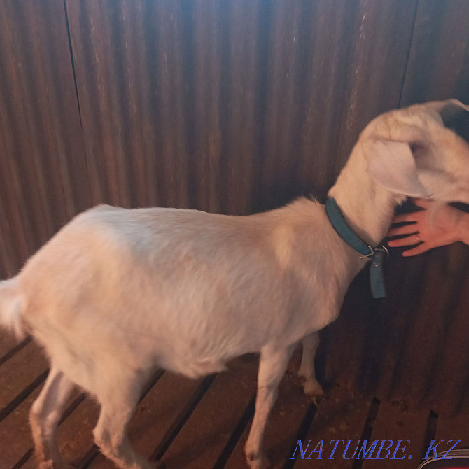 Продам козу первокотку  - изображение 3