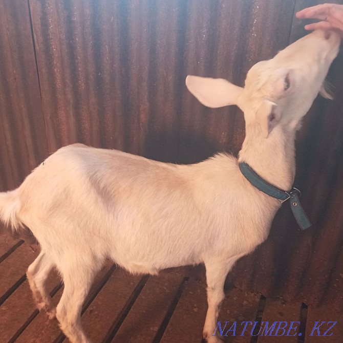 I will sell a goat  - photo 2
