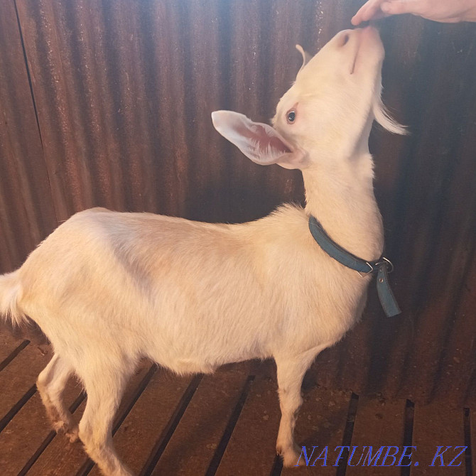 I will sell a goat  - photo 1
