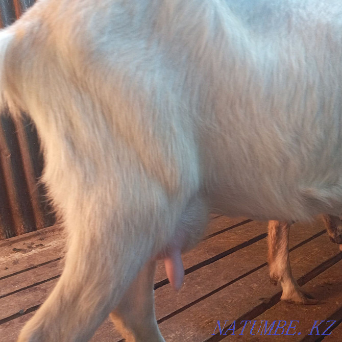 I will sell a goat  - photo 4