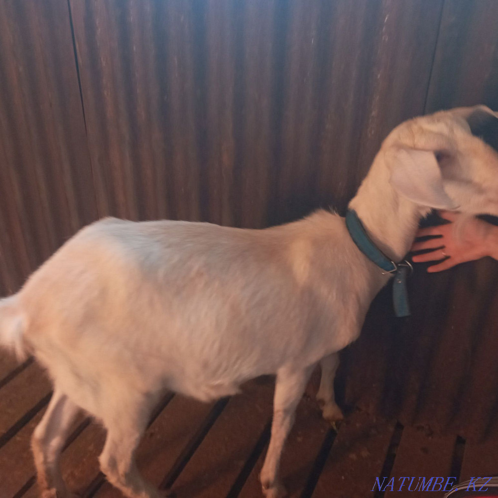 Продам козу первокотку  - изображение 3