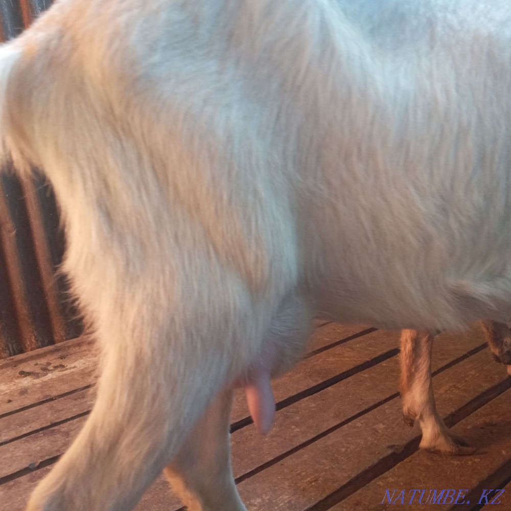 Продам козу первокотку  - изображение 4