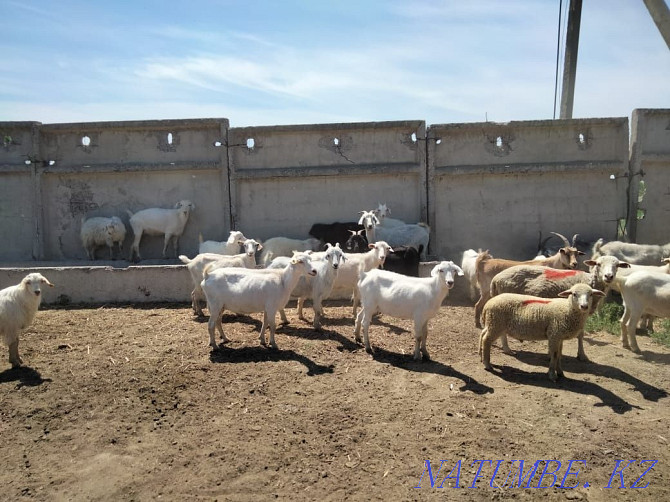 We sell sheep and goats. Taldykorgan - photo 2