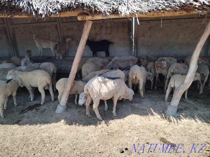 We sell sheep and goats. Taldykorgan - photo 3