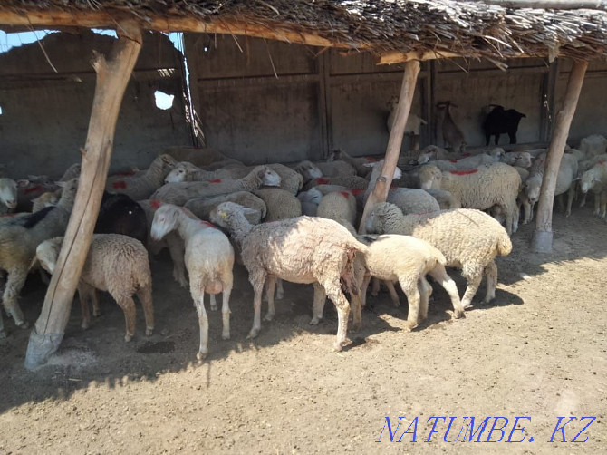 We sell sheep and goats. Taldykorgan - photo 1
