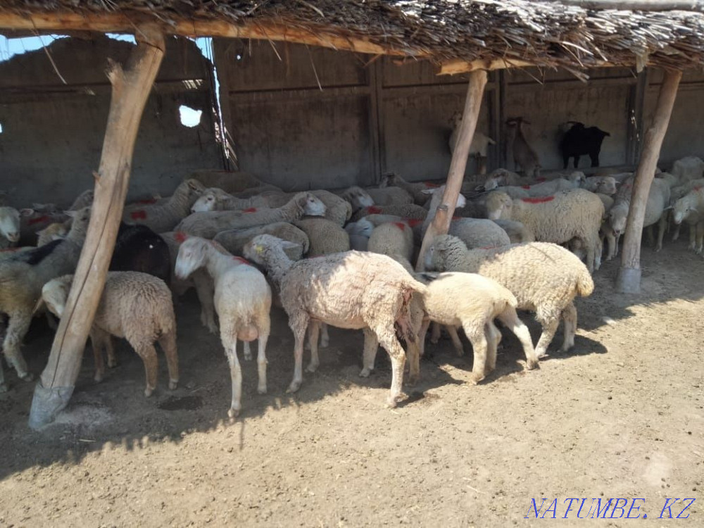 We sell sheep and goats. Taldykorgan - photo 1