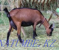 Үйде жасалған ешкі сүті  Алматы - изображение 2