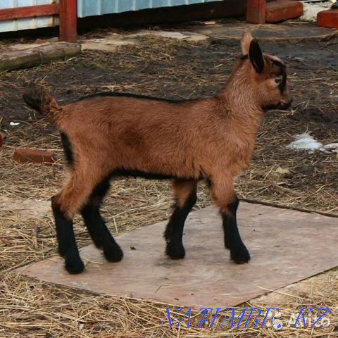 Үйде жасалған ешкі сүті  Алматы - изображение 3