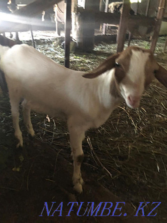 Goat. . Панфилово - photo 1