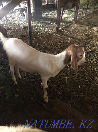 Goat. . Панфилово - photo 2