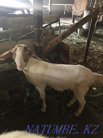 Goat. . Панфилово - photo 3