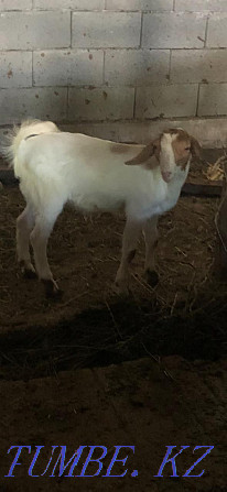 Goat. . Панфилово - photo 4