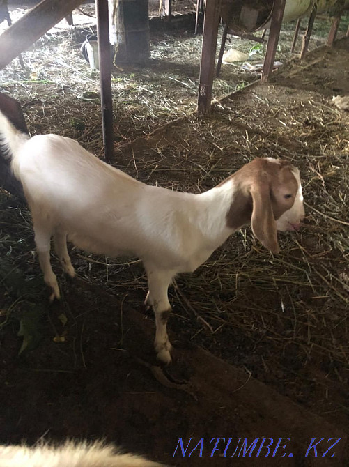 Goat. . Панфилово - photo 2