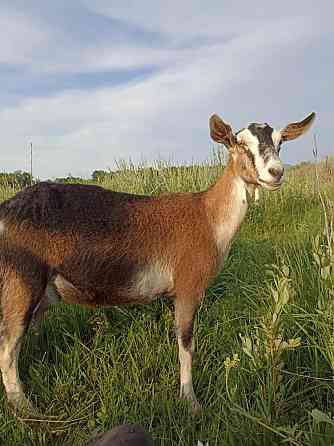 Продам молочную козу Талдыкорган