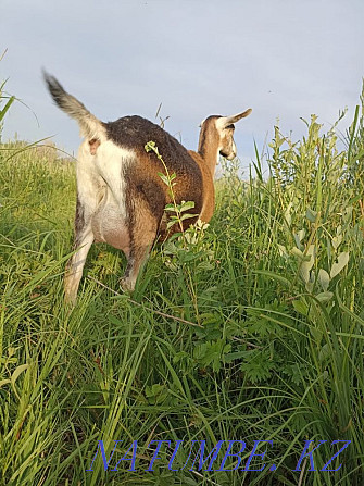 dairy goat for sale Taldykorgan - photo 2