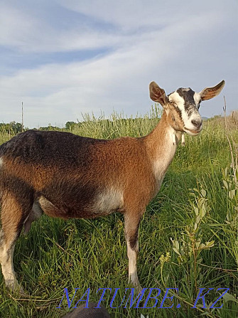 dairy goat for sale Taldykorgan - photo 1