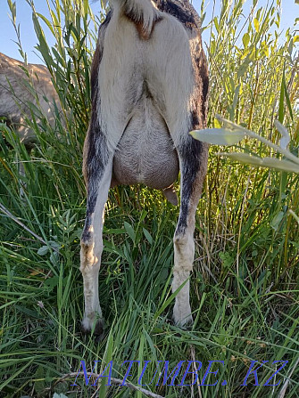 dairy goat for sale Taldykorgan - photo 3