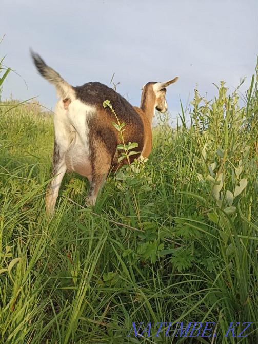dairy goat for sale Taldykorgan - photo 2