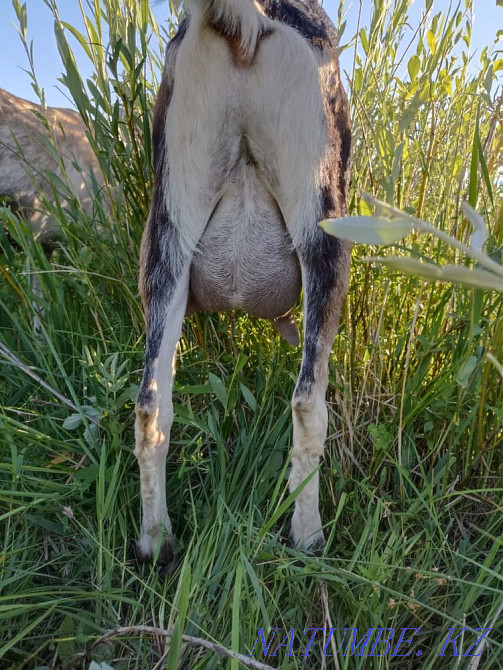 dairy goat for sale Taldykorgan - photo 3
