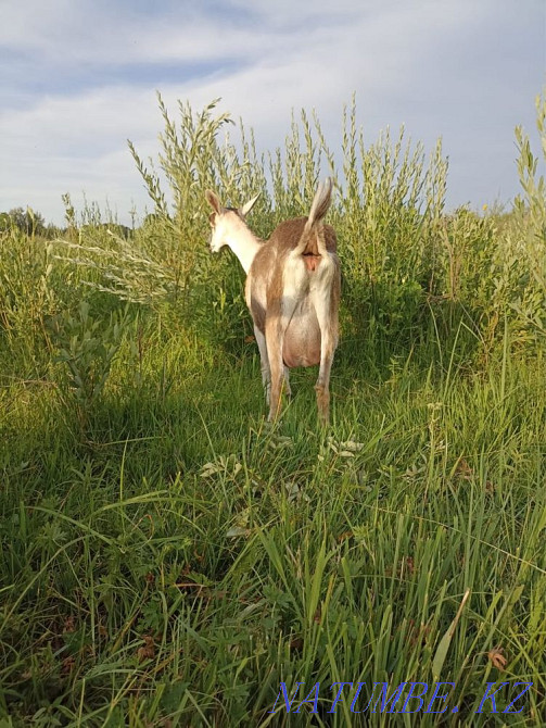 Продам козу Алматы - изображение 2