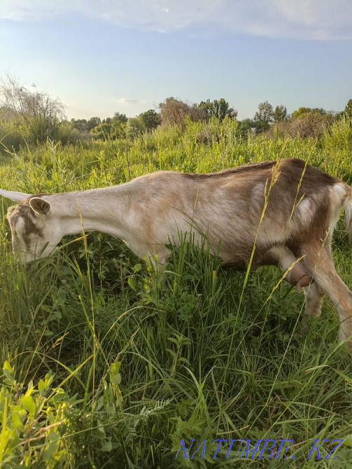 Продам козу Алматы - изображение 3
