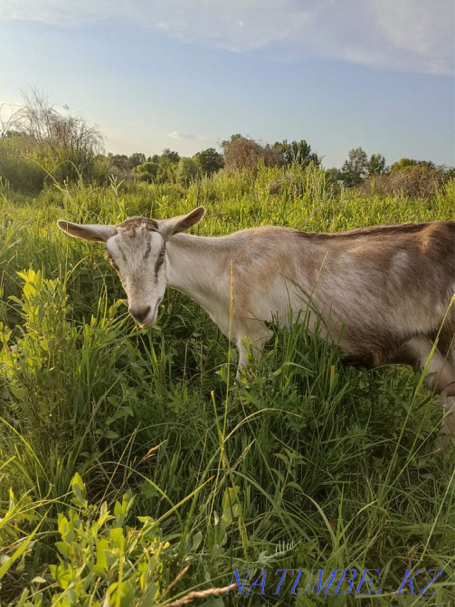 Продам козу Алматы - изображение 1