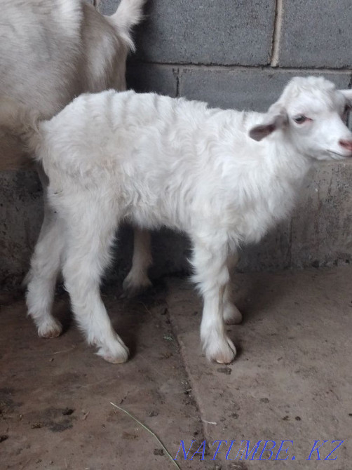 Urgently selling goats Qaskeleng - photo 3