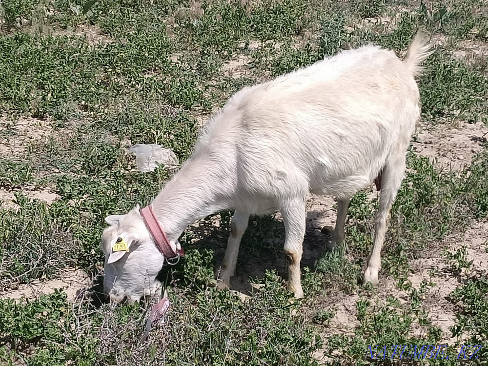 Заненский тұқымды ешкі сатамын.  Тараз  - изображение 2