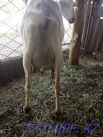 Продается коза .. Болтирик шешен - изображение 1