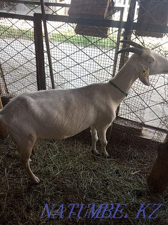 Продается коза .. Болтирик шешен - изображение 2