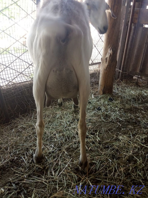 goat for sale.. Болтирик шешен - photo 1