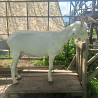 Продам дойную козу Almaty