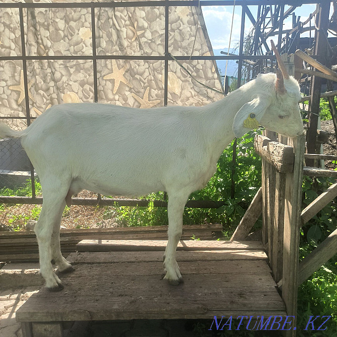 Продам дойную козу Алматы - изображение 1