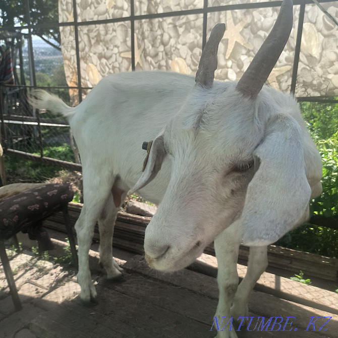 Продам дойную козу Алматы - изображение 2