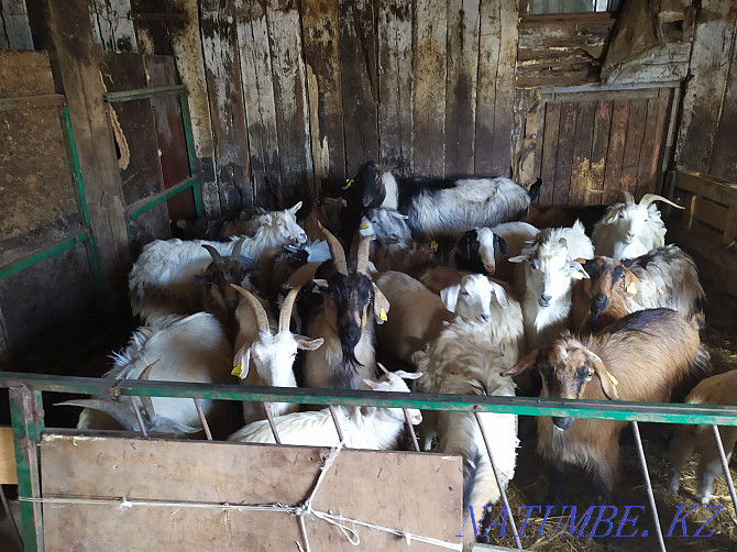 Goats in bulk for 20000 Astana - photo 1