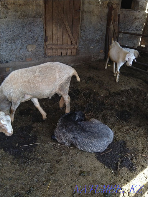 Козы и кошкары семиз  - изображение 4