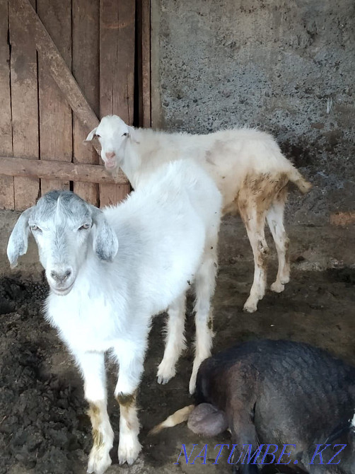 Козы и кошкары семиз  - изображение 2