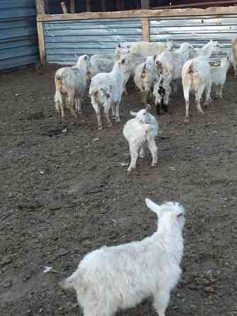 Зааненские козы дойные оптом Astana