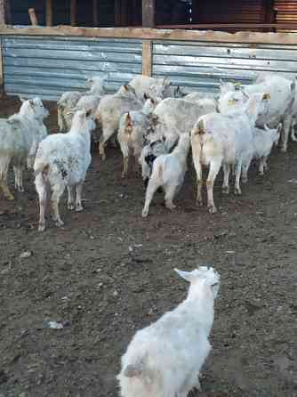 Зааненские козы дойные оптом Astana