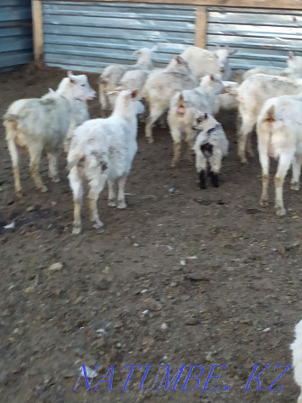 Зааненские козы дойные оптом Астана - изображение 1