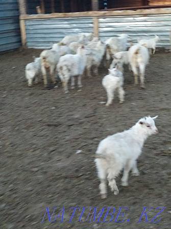 Зааненские козы дойные оптом Астана - изображение 4