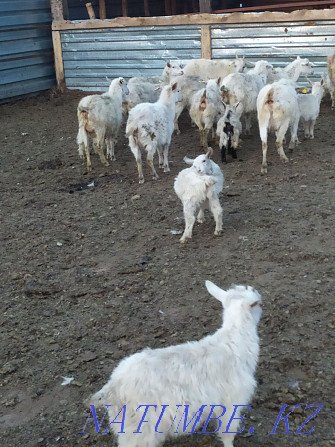 Зааненские козы дойные оптом Астана - изображение 3