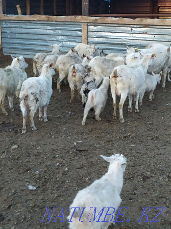 Зааненские козы дойные оптом Астана - изображение 2