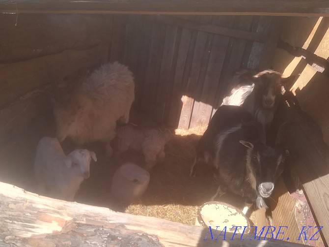 Продам семью коз Костанай - изображение 3