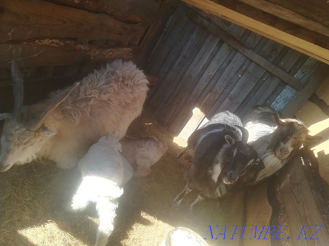 Продам семью коз Костанай - изображение 2
