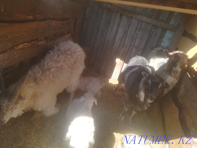 Продам семью коз Костанай - изображение 1