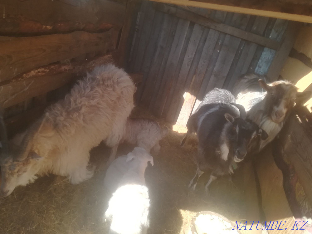 Продам семью коз Костанай - изображение 1